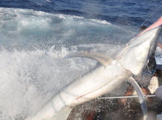 Algérie – L’instauration d’un quota de pêche de l’Espadon en 2018 mobilise les professionnels