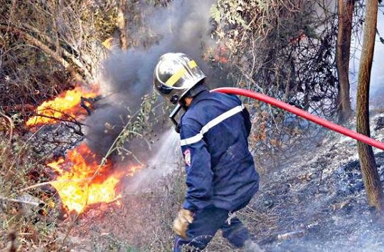 Algérie : Les feux de forêts font un ravage dans plusieurs wilayas