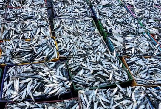 Commerce de la sardine : le ministre justifie les raisons de la pénurie