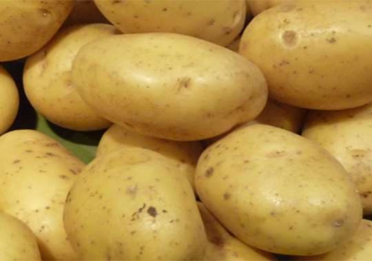 Pommes de terre : lancement d’une large opération d’approvisionnement des marchés