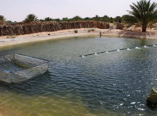 Intégration de la pisciculture dans l’agriculture : Tlemcen fait valoir son potentiel