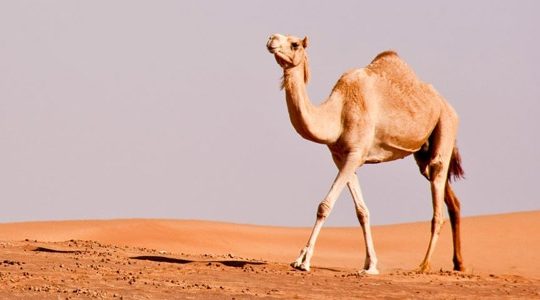 Deux chercheurs algériens découvrent la maladie du « dromadaire fou » à Ouargla