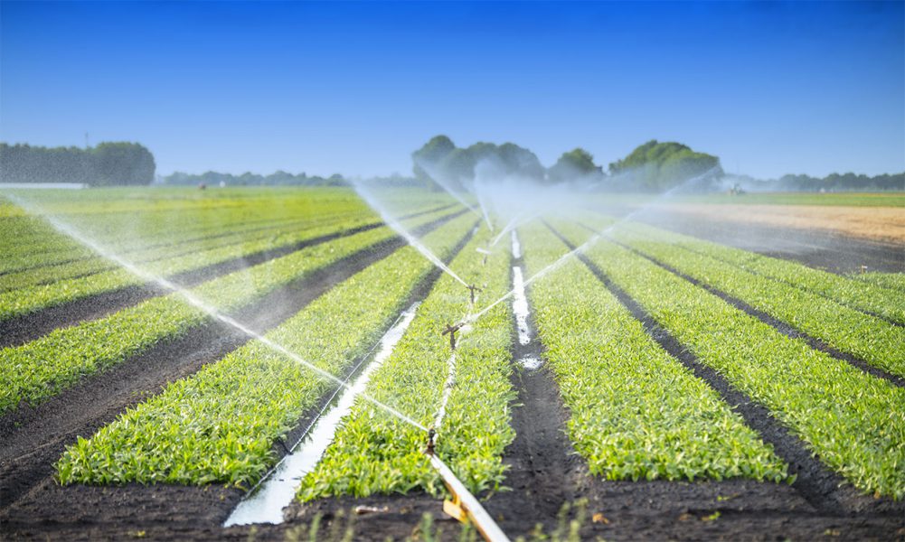 irrigation