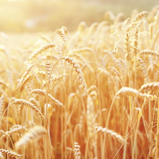 L’Etat met fin à la subvention du blé destiné à la fabrication des pâtes