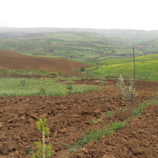 L&rsquo;Algérie a exporté pour 1,1 mds USD de produits agricoles durant les dix premiers mois de 2020