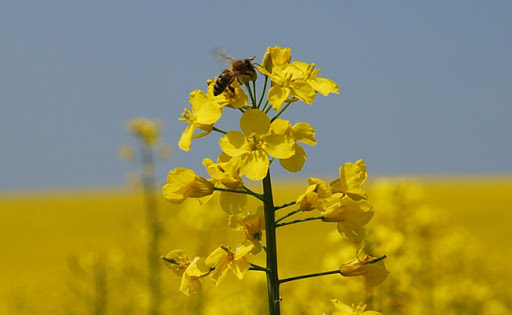 L’Algérie veut capitaliser sa première expérience de culture de colza