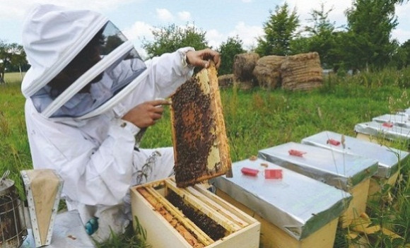 Production de miel d&rsquo;abeille : les apiculteurs tirent la sonnette d&rsquo;alarme