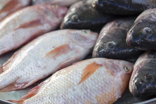 Productions halieutiques : l’Algérie prévoit une production de 12 000 tonnes de poissons d’eau douce en 2024