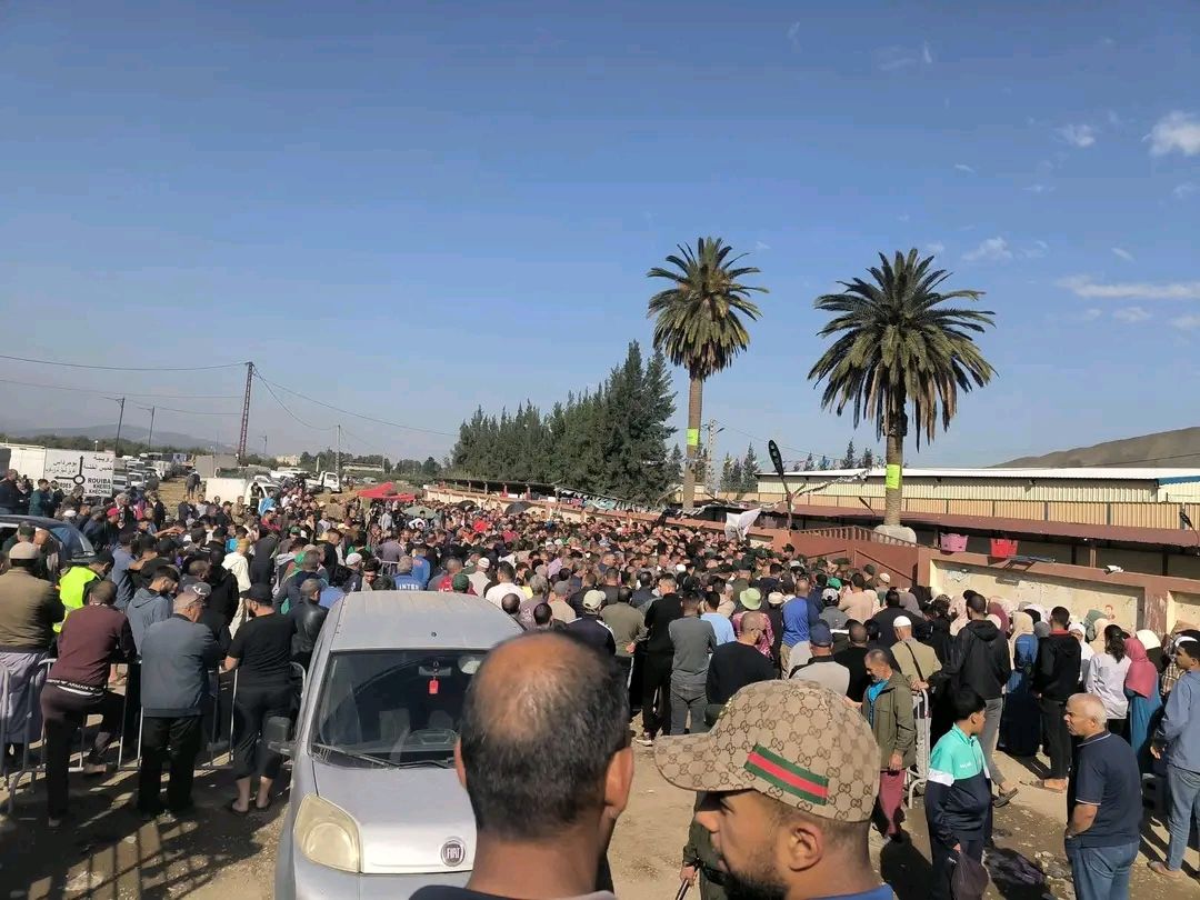 achat de moutons importés